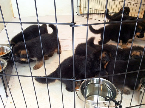 Tacco & Candy Pups 4 weeks8.JPG