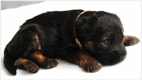 Yellow Girl 21 days old 1.jpg