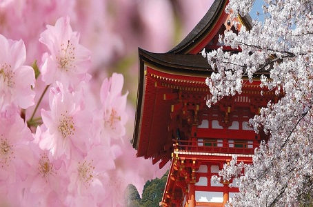 The Three Top Listed Places to Watch Cherry Blossoms in Japan
