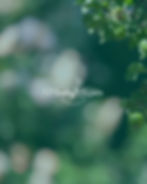 Website Schaugarten Monika Köhler