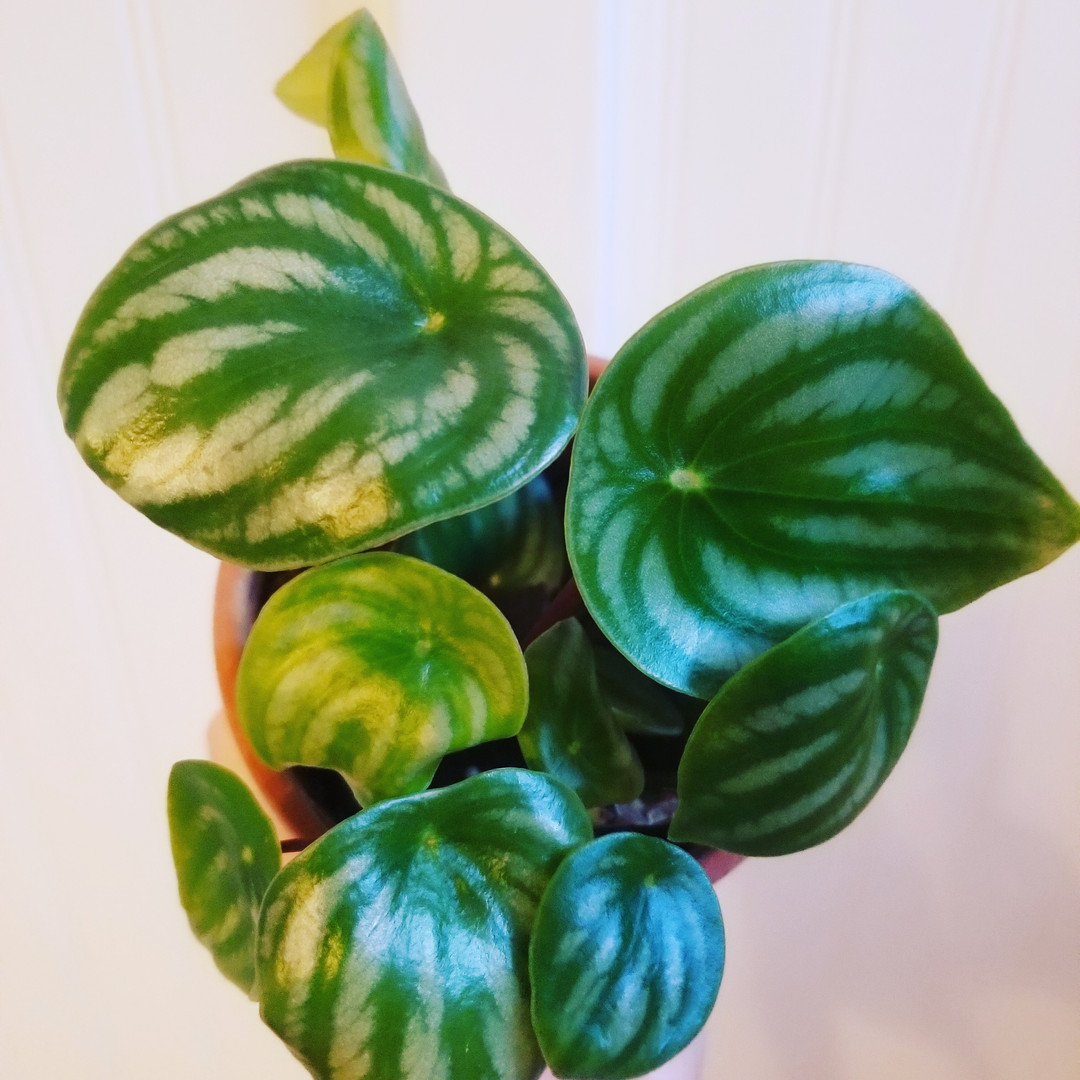 Home Plantluxxe Plant Store