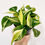 Thumbnail: Philodendron hederaceum "Rio"