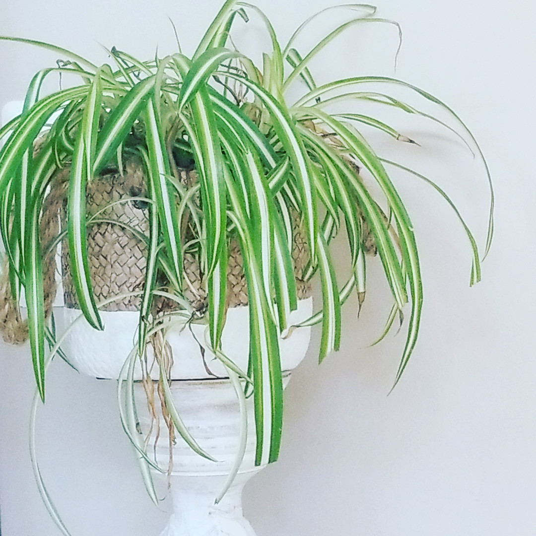 Home Plantluxxe Plant Store