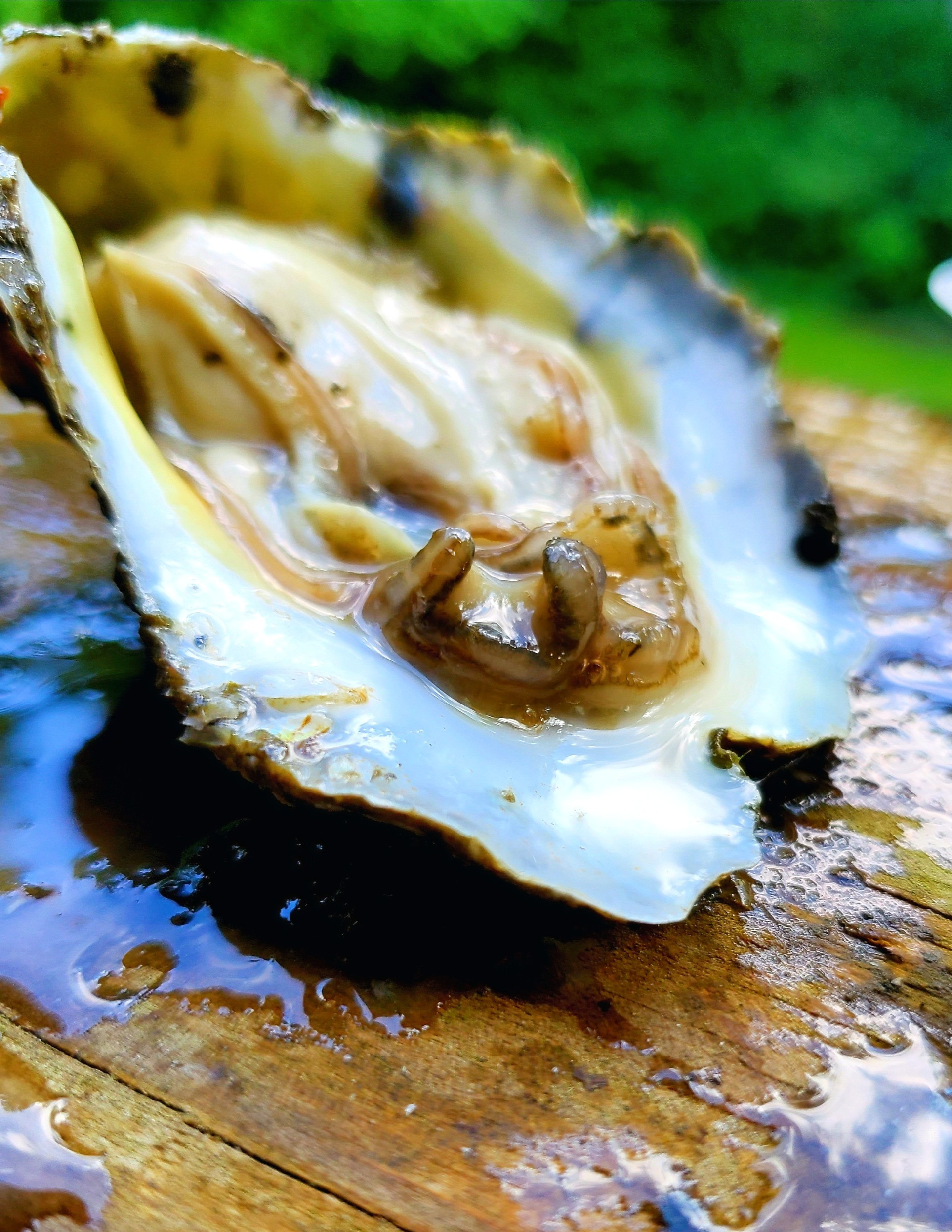 RAW BAR/ SHUCKING EVENTS