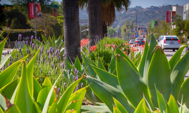 SCBA Laurel Canyon Median Project