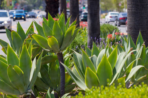 SCBA Laurel Canyon Median Project