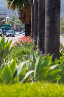 SCBA Laurel Canyon Median Project