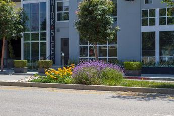 SCBA's Eastside Median in Studio City, California with wildflowers.