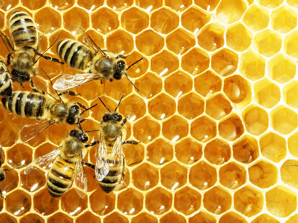 Hive to Kitchen