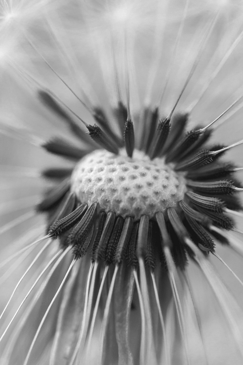 dandelion7b.gif