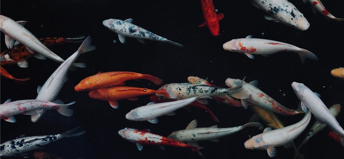 Welcome Jadakoi Blog