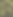 Background pine tree with string lights