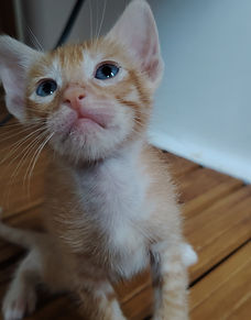 Mochi es una hermosa gatita muy tierna y juguetona. Le encanta explorar, curiosear y pasar tiempo cerca de las personas.
Está buscando una familia que la quiera mucho y le dé todo el amor que merece.