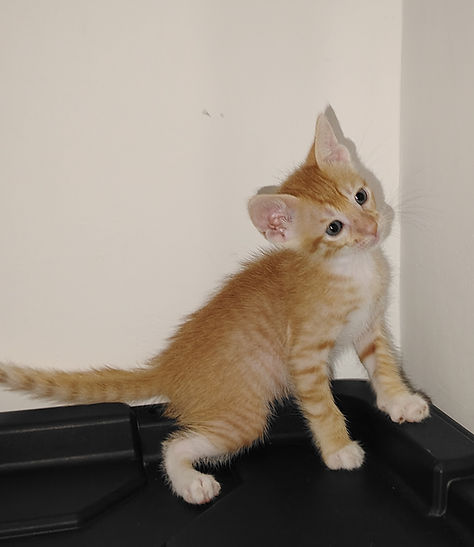 Gato
