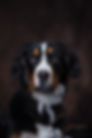 Lola head shot signed DK.jpg
