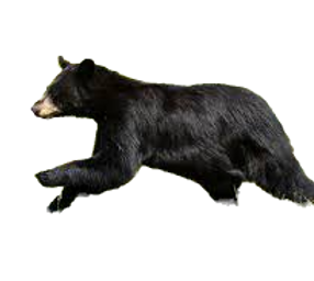 bear_edited.png