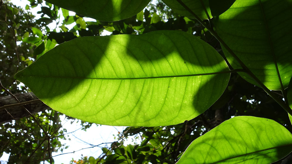 Agrodiversidade