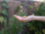 photo main immortelle.jpg