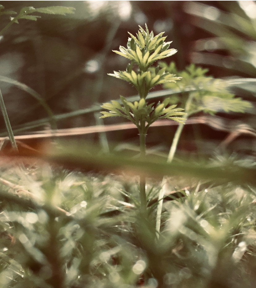 Close-up photo of a small, green plant