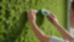 Person using eco-friendly wallpaper removal products