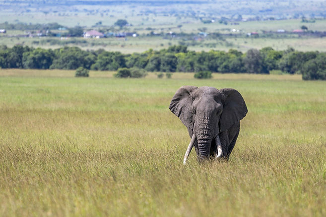 Elephant (1).jpg