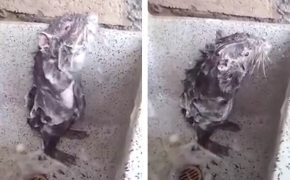 La Rata Que Grita Ahuevo LA VERDAD DETRÁS DE LA RATA QUE SE SE BAÑA COMO HUMANO