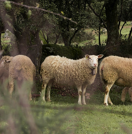 Ovejas en el monte de valdemorillo. Sierra oeste de Madrid.