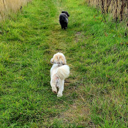 Jane Walks Dogs Ingbirchworth