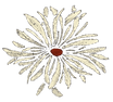off white daisy