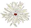 off white daisy