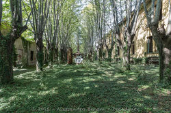 Sipe Nobel Comeana-70