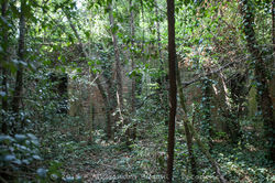 Sipe Nobel Comeana-22