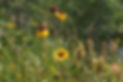 DSC00532_edited_edited.jpg