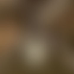 Dakota Miniclip Microlight watch in Antique Brass hanging on a brand in the woods.