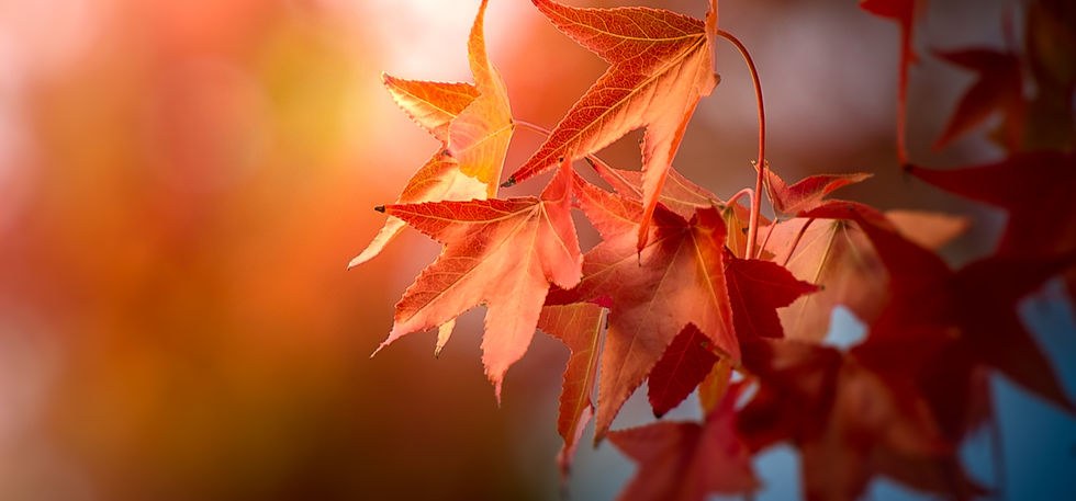Closeup on red orange leaves