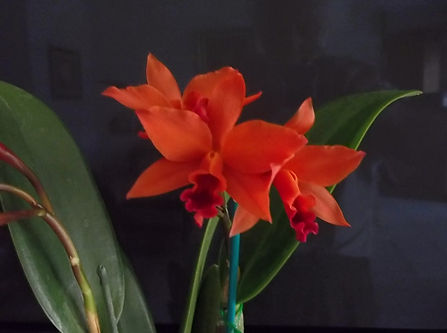 Lc. Fire Dance 'Patricia' (Guar. quranti