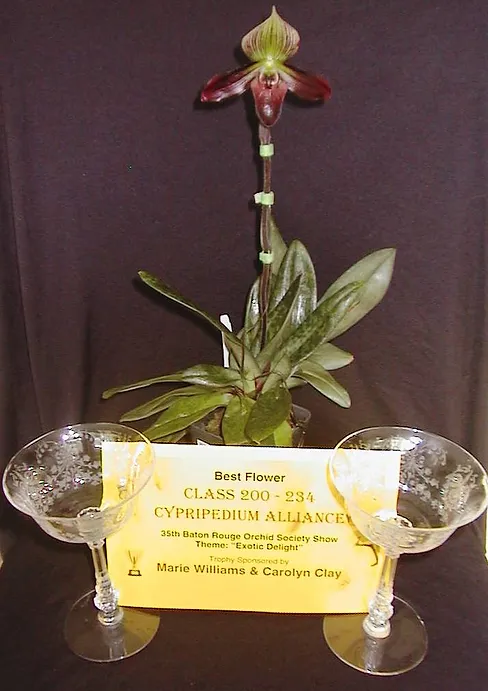 Orchids Avas Farm Miniatures