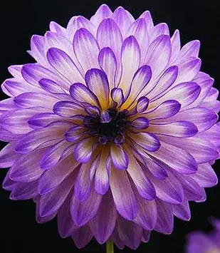 dahlia uit een webshop.webp