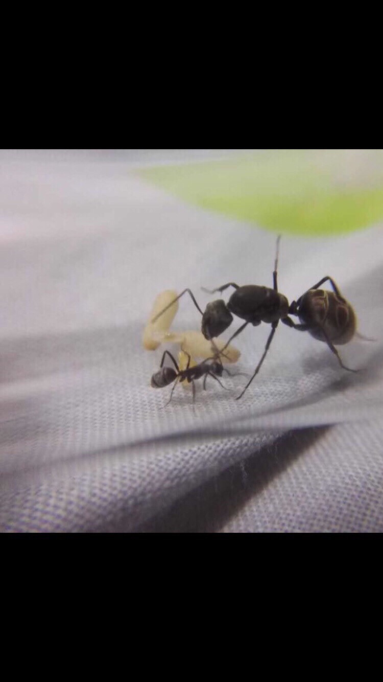 Camponotus Parius