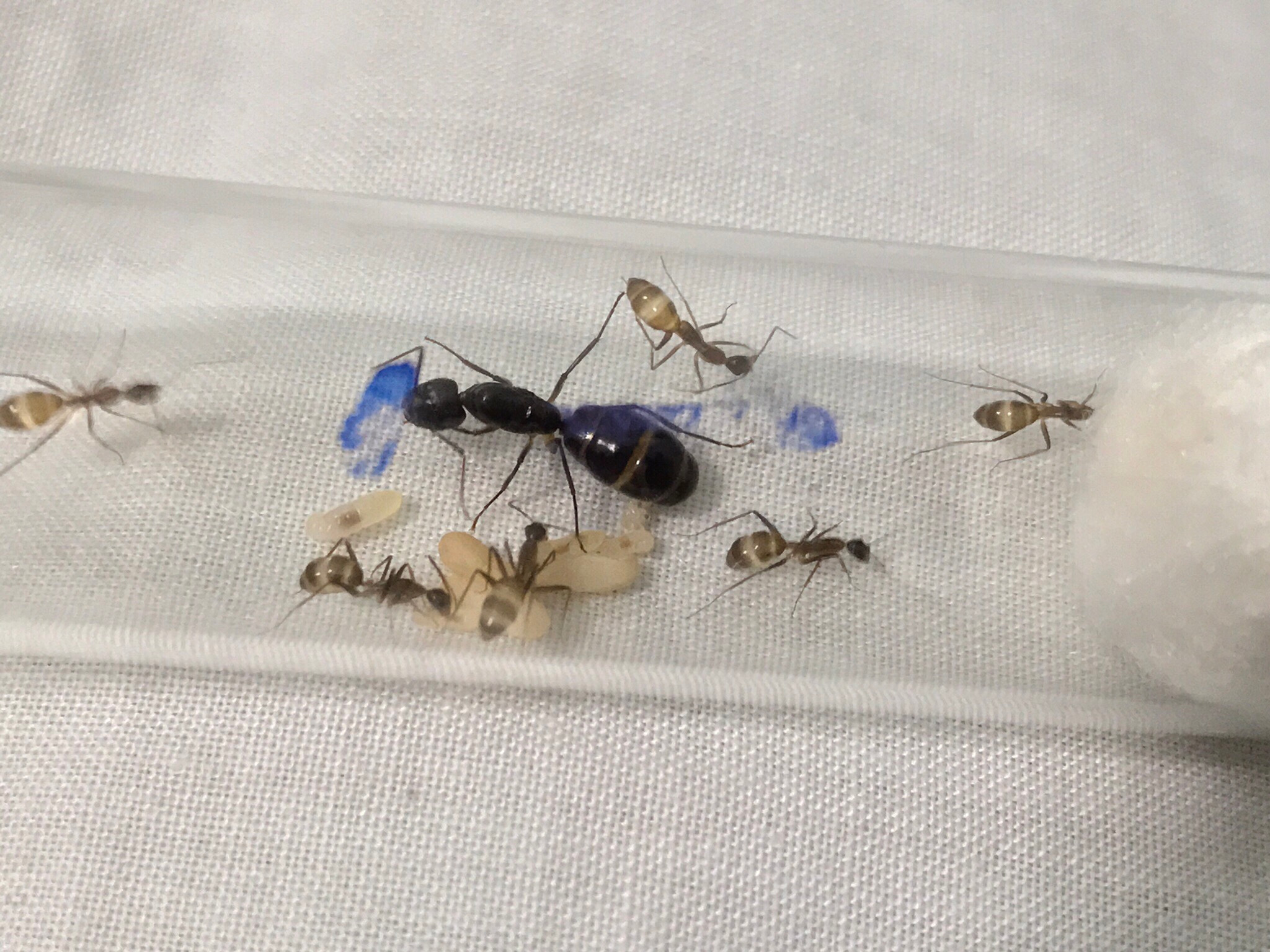 Camponotus irritans