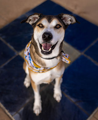 dog at Dali museum, dog photographer