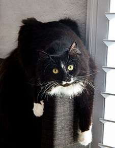 Cat photographer