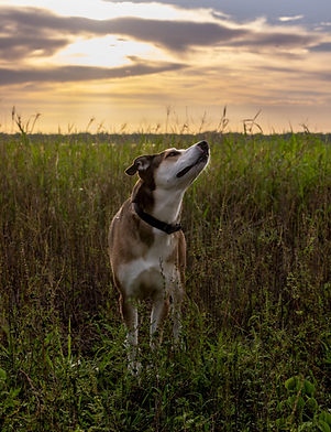 Myakka State park, dog photographer