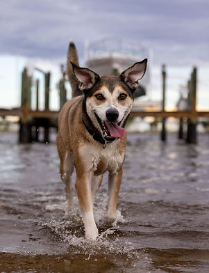 Dog by the water, Saint Petersburg