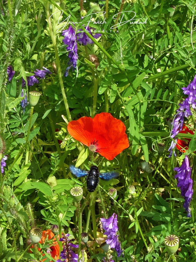 L'abeille bleue