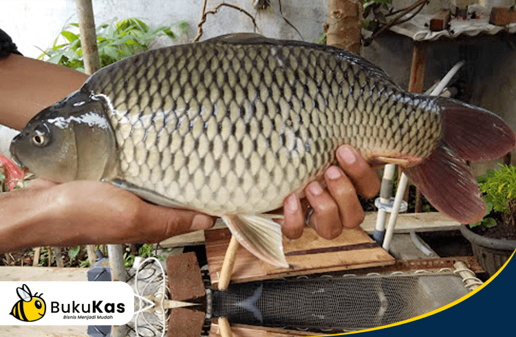 BukuKas - Ikan Mas