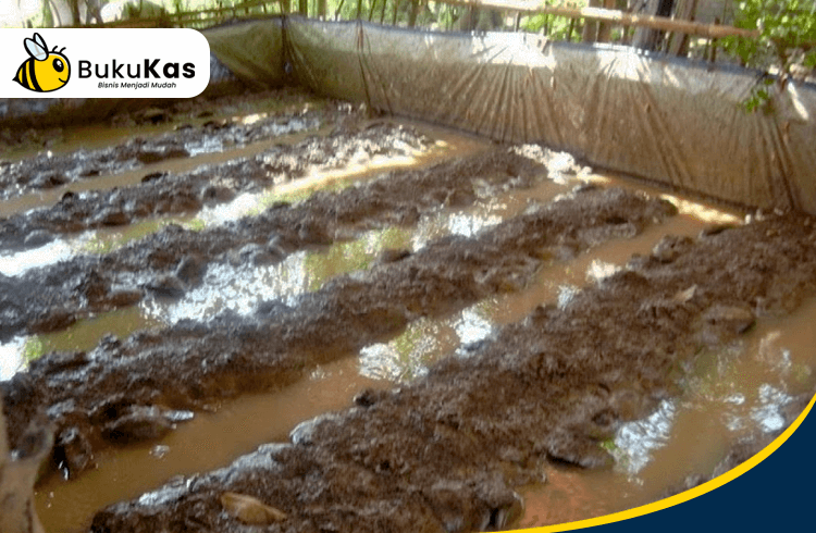 BukuKas - Kolam Tempat Ternak Belut