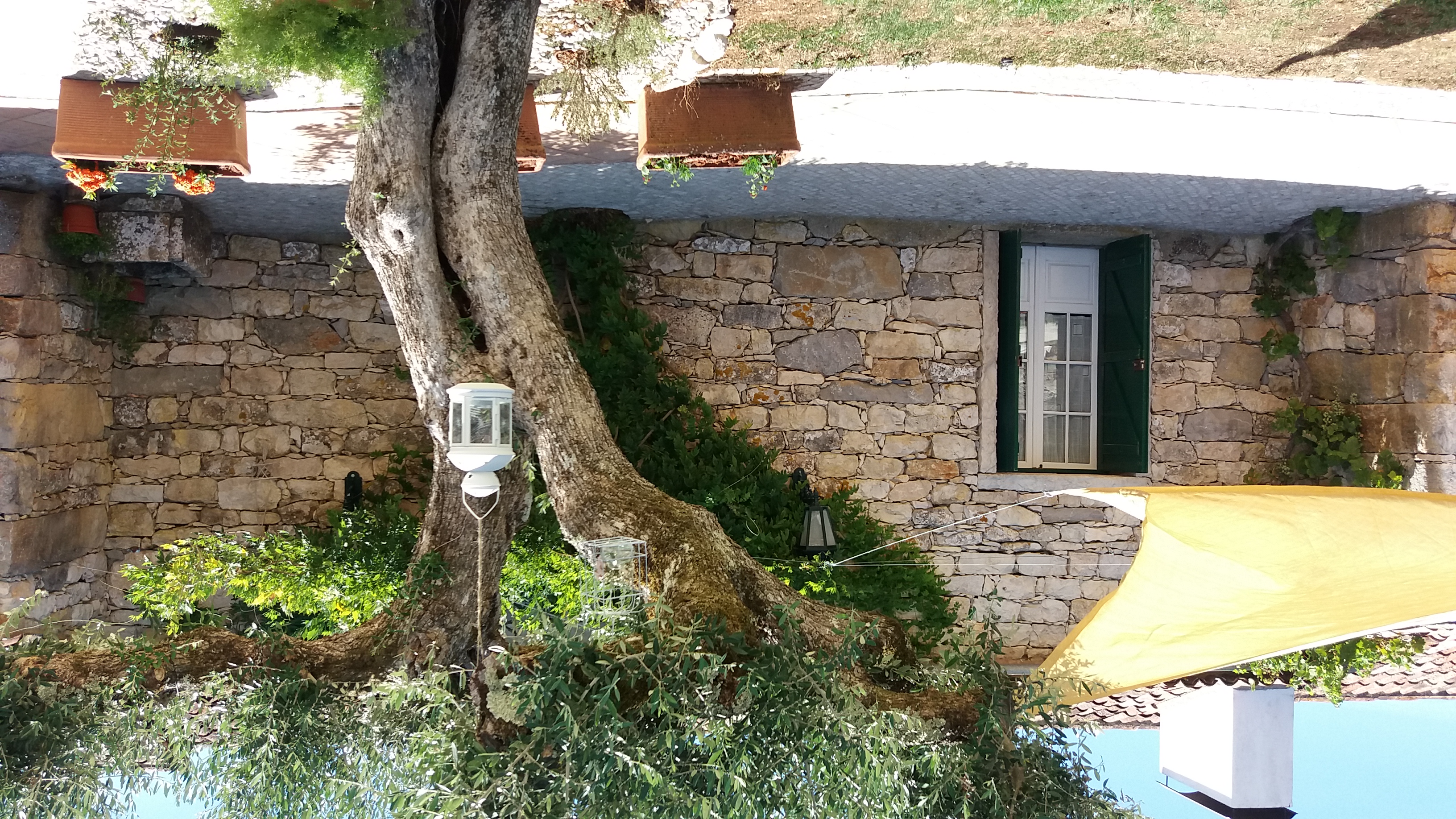 Oliveiras centárias