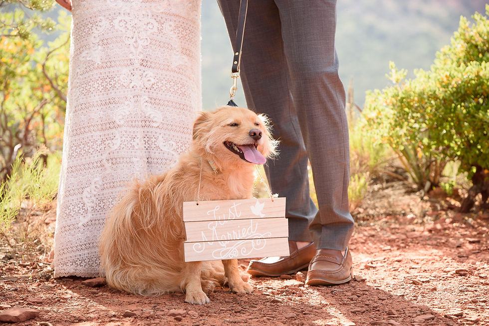 "best Pet" during paradise valley wedding ceremony