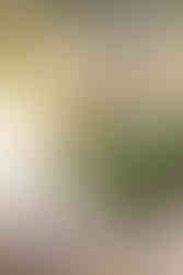 desert wedding flowers at the Buttes